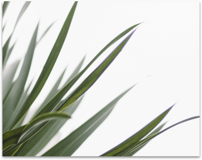 Closeup of grass against white backdrop