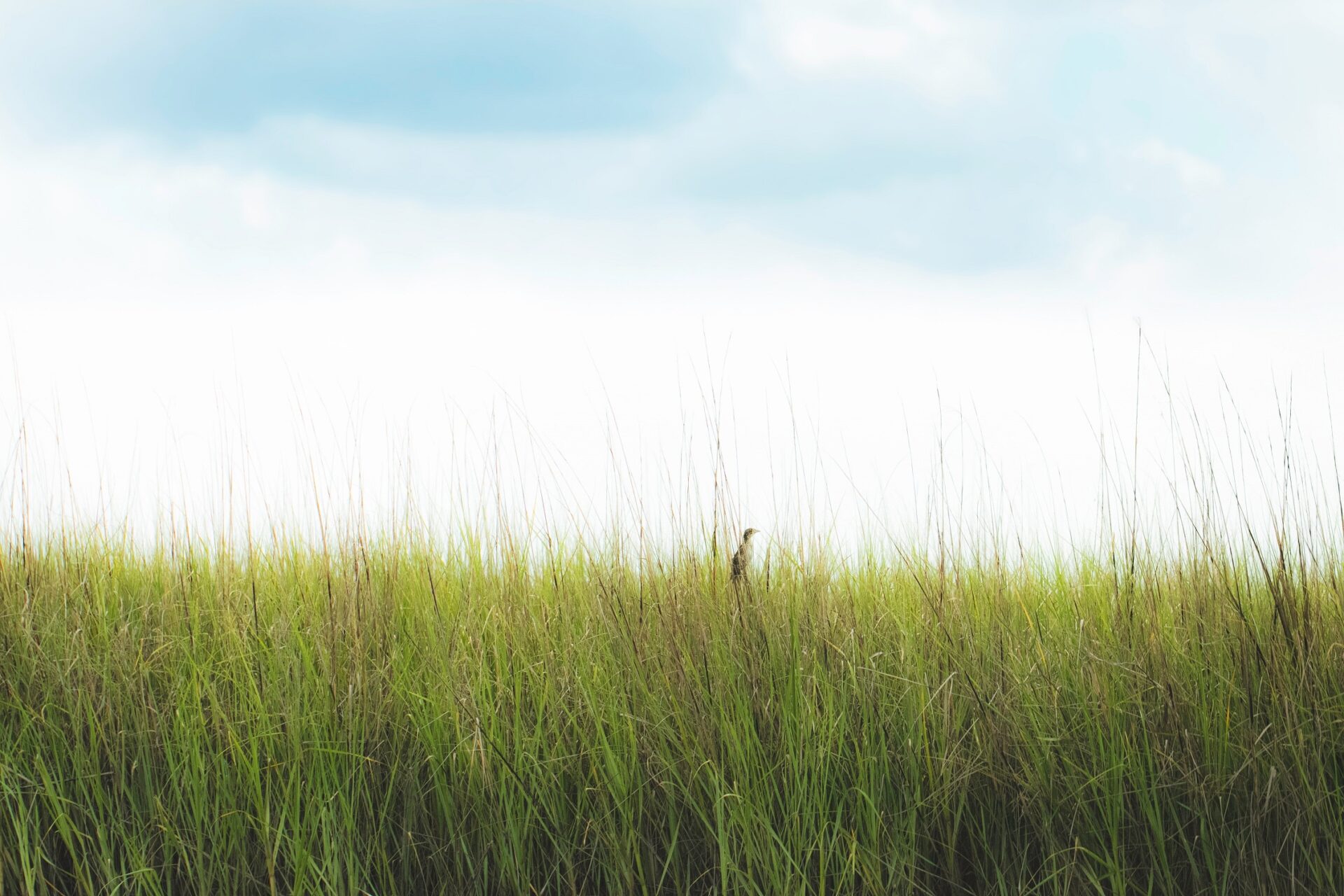 Bird in tall grass