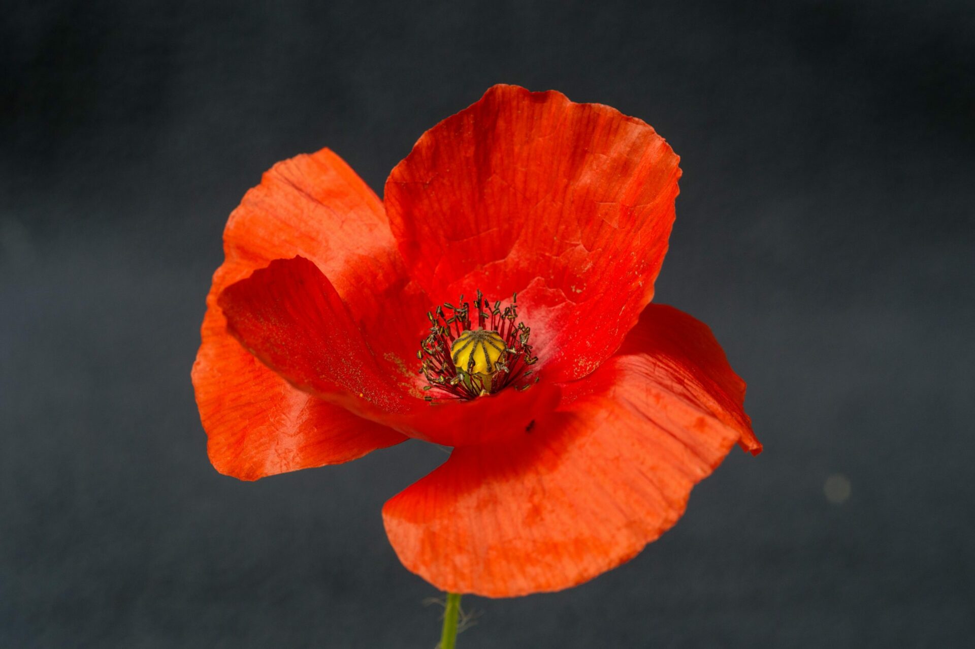closeup red poppy