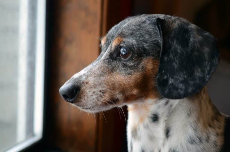 Dog looks out window