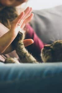 Cat high five